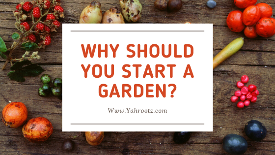 Why should you start a garden?